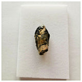 J35 - Top Rare Unidentified Basal Sauropod Dinosaur Tooth Jurassic Tenere Desert