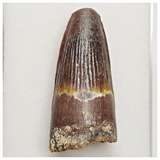 T212 - Beautiful 1.85'' Red Spinosaurus Dinosaur Tooth Cretaceous KemKem Beds