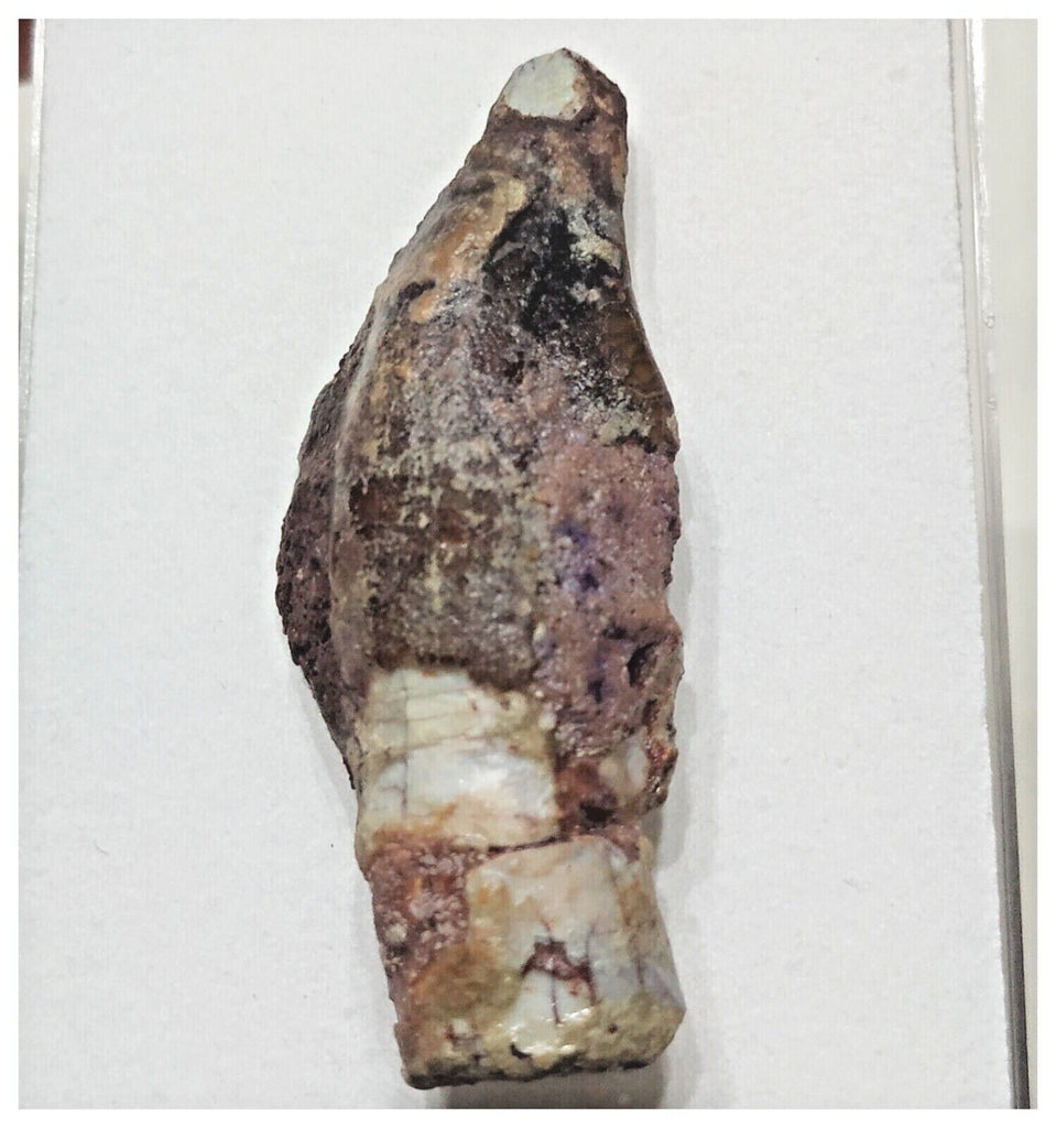 F3 - Exceedingly Rare Turiasaurid Sauropod Dinosaur Tooth Jurassic El Mers Fm