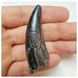 W10- Top Rare Unidentified Theropod Dinosaur Tooth - Cretaceous Elrhaz Fm Tenere Desert