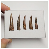 T188 - Set of 5 Nice Pterosaur (Coloborhynchus) Teeth Cretaceous KemKem Beds