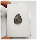 T201 - Rare Jobaria tiguidensis Sauropod Dinosaur Tooth Jurassic Tiouraren Fm