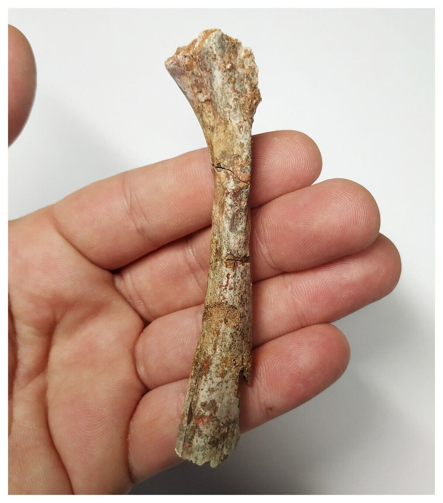 T261 - Top Rare 3.46 Inch Cretaceous Azhdarchid Pterosaur Metacarpal Bone KemKem