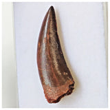 B6 - Finest Grade 1.33 Inch Abelisaurid Dinosaur Tooth Upper Cretaceous KemKem Beds