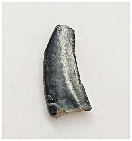 Kryptops – Jurassic-Dreams.com