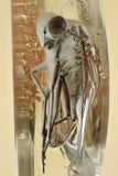 J50 - SNIPE FLY Rhagionidae RHAGIO Fossil Genuine BALTIC AMBER + HQ Picture