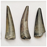 T225 - Set of 5 Sarcosuchus imperator Crocodile Teeth Lower Cretaceous Elrhaz Fm