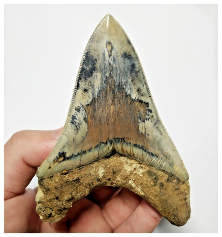 T130 - Finest Huge Serrated 4.52'' Megalodon Tooth from Rare Indonesia Location