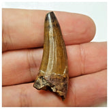 W21 - Rare Suchomimus tenerensis Dinosaur Tooth Lower Cretaceous Elrhaz Fm