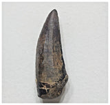 F7 - Rare Suchomimus tenerensis Dinosaur Tooth Cretaceous Elrhaz Fm Tenere Desert