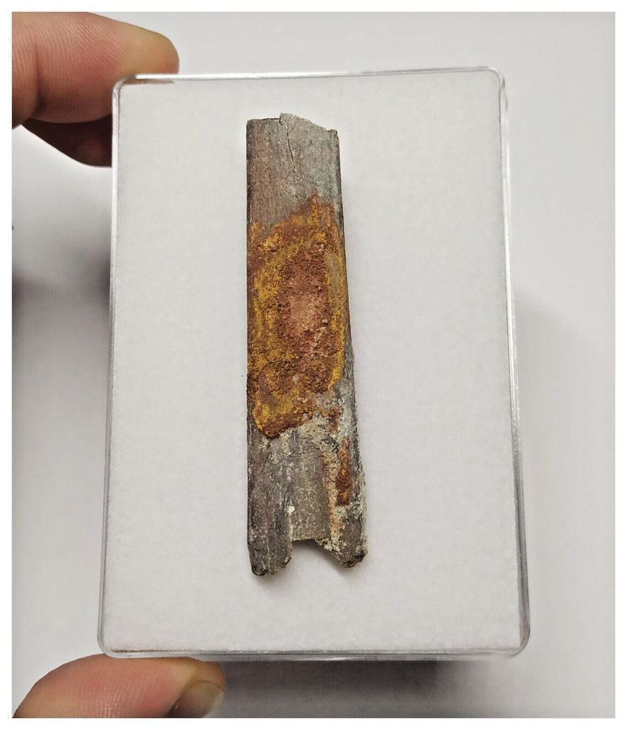 T271 - Exceedingly Rare 2.40'' Cretaceous Azhdarchid Pterosaur Dentary Bone KemKem