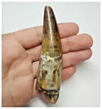 T56 - Amazing Rooted 3.89 Inch Spinosaurus Dinosaur Tooth Cretaceous KemKem Beds