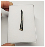 T31 - Top Rare Ornithocheirid Pterosaur Tooth - Lower Cretaceous - Elrhaz Fm