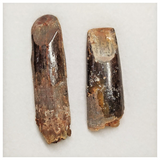 T202 - Set of 2 Finest Rebbachisaurus garasbae Diplodocoid Sauropod Dinosaur Teeth