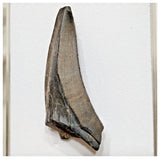 E7 - Rare Eocarcharia dinops Dinosaur Tooth - Cretaceous Elrhaz Fm Tenere Desert