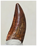 G56 - Finest 1.14'' Carcharodontosaurus Dinosaur Premaxillary Tooth Cretaceous