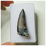 S10 - Exceedingly Rare Suchomimus tenerensis Dinosaur Tooth - Elrhaz Fm - Niger