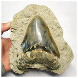 T113- Finest Quality Serrated 5.11 Inch Megalodon Tooth in Matrix Indonesia Location