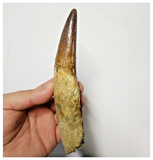 T136 - Impressive Huge 6.06 Inch Spinosaurus Dinosaur Tooth Cretaceous KemKem Beds