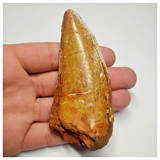 T91 - Huge 3.58 Inch Carcharodontosaurus Dinosaur Tooth - Cretaceous KemKem