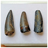 S46 - Set of 3 Rare Suchomimus tenerensis Dinosaur Teeth Cretaceous Elrhaz Fm Niger