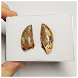 T197 - Set of 2 Finest Carcharodontosaurus Dinosaur Teeth - Cretaceous KemKem