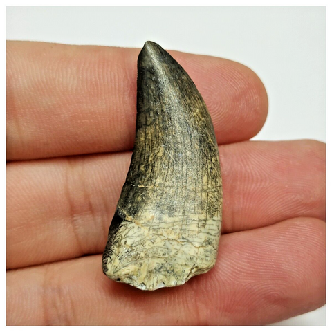 T42 - Rare Eocarcharia dinops Dinosaur Tooth - Cretaceous Elrhaz Fm Tenere Desert