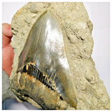 T113- Finest Quality Serrated 5.11 Inch Megalodon Tooth in Matrix Indonesia Location