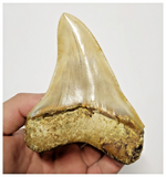 T131 - Finest Serrated 3.93'' Megalodon Tooth from Rare Indonesia Location