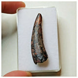 S39 - Exceedingly Rare Suchomimus tenerensis Dinosaur Tooth - Elrhaz Fm - Niger