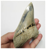 T128 - Finest Quality Serrated 4.40'' Megalodon Tooth from Rare Indonesia Location