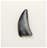 T10 - Rare Eocarcharia dinops Dinosaur Tooth - Cretaceous Elrhaz Fm Tenere Desert