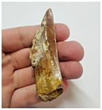 T61 - Serrated 2.83 Inch Carcharodontosaurus Dinosaur Tooth - Cretaceous KemKem