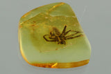 J52 - SPIDER Araneae Fossil Inclusion Genuine BALTIC AMBER + HQ Picture