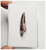 T176 - Rare Suchomimus tenerensis Dinosaur Tooth Lower Cretaceous Elrhaz Fm