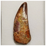 T191 - Serrated 1.92 Inch Carcharodontosaurus Dinosaur Tooth - Cretaceous KemKem