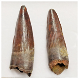 T220 - Set of 2 Finest Grade Spinosaurus Dinosaur Teeth Cretaceous KemKem Beds