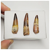 T218 - Set of 3 Finest Grade Spinosaurus Dinosaur Teeth Cretaceous KemKem Beds