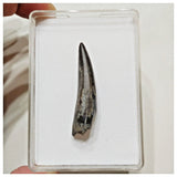 E14 - Rare Suchomimus tenerensis Dinosaur Tooth Cretaceous Elrhaz Fm Tenere Desert