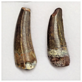 T210 - Set of 2 Suchomimus tenerensis Dinosaur Teeth Lower Cretaceous Elrhaz Fm