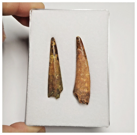 T186 - Set of 2 Large Pterosaur (Coloborhynchus) Teeth Cretaceous KemKem Beds