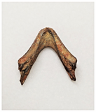 T267 - Exceedingly Rare Undescribed Cretaceous Turtle Jaw Dentary Bone KemKem