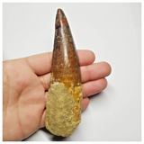 T149 - Huge 4.72 Inch Spinosaurus Dinosaur Tooth Upper Cretaceous KemKem Beds