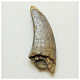 JS23 - Unique Undescribed Basal Spinosaurid Dinosaur Tooth Jurassic Tiouraren Fm