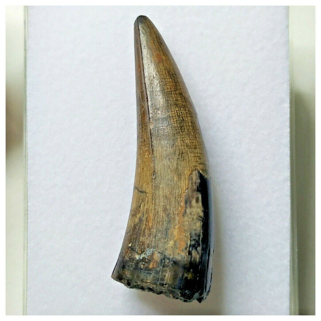 S20 - Sarcosuchus imperator Crocodile Tooth - Cretaceous Elrhaz Fm Tenere Desert