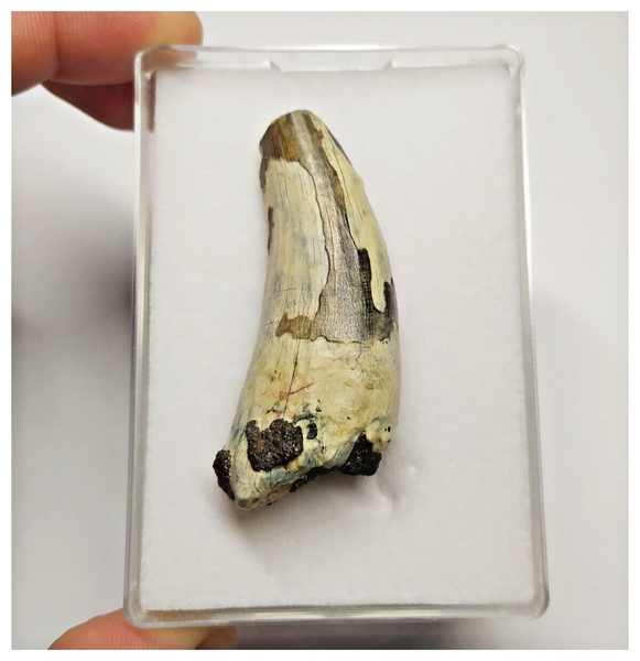 T22 - Rare Suchomimus tenerensis Dinosaur Tooth Lower Cretaceous Elrha ...