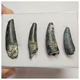 T88 - Set of 4 Suchomimus tenerensis Dinosaur Teeth Lower Cretaceous Elrhaz Fm