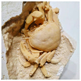 G45 - Finest Quality Fossil Crab (Potamon) Preserved in Travertine Turkey Location