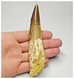 T96 - Large Rooted 4.52 Inch Spinosaurus Dinosaur Tooth Cretaceous KemKem Beds