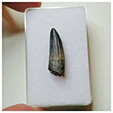 S41 - Exceedingly Rare Suchomimus tenerensis Dinosaur Tooth - Elrhaz Fm - Niger